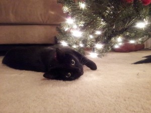 Cat Two Under the Tree