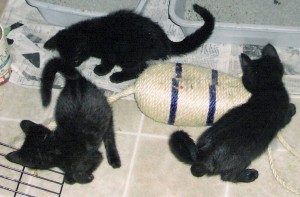 Three Rotten Kittens