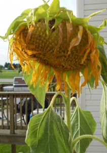 Edited Droopy Sunflower