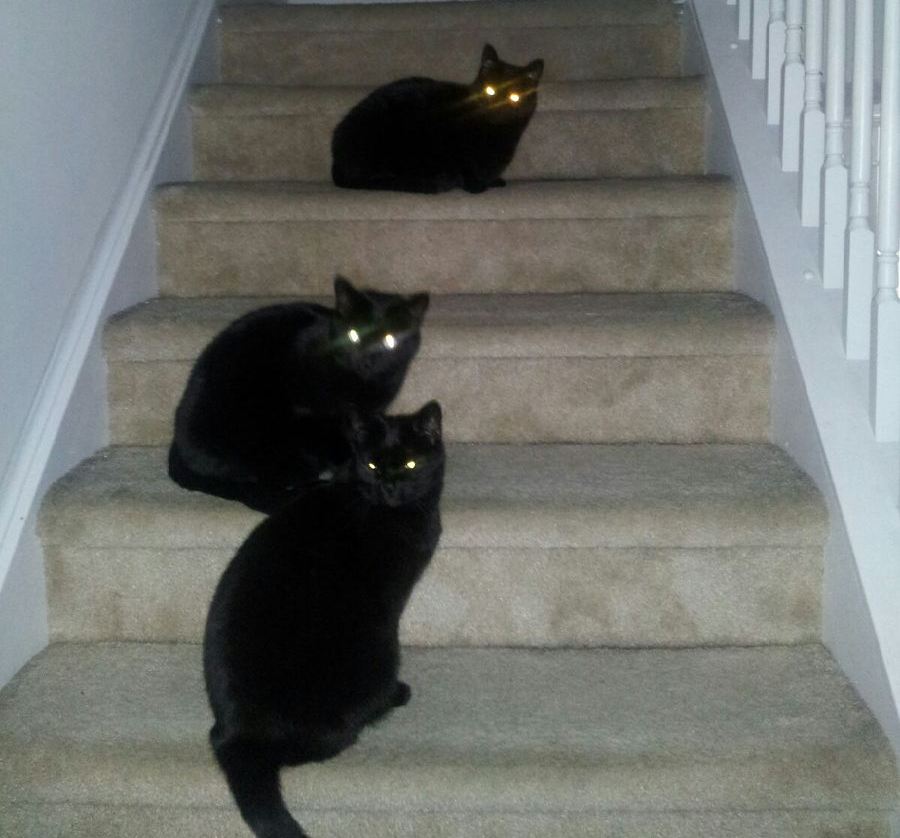 Boo Cats