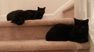 Rotten Cats on Stairs