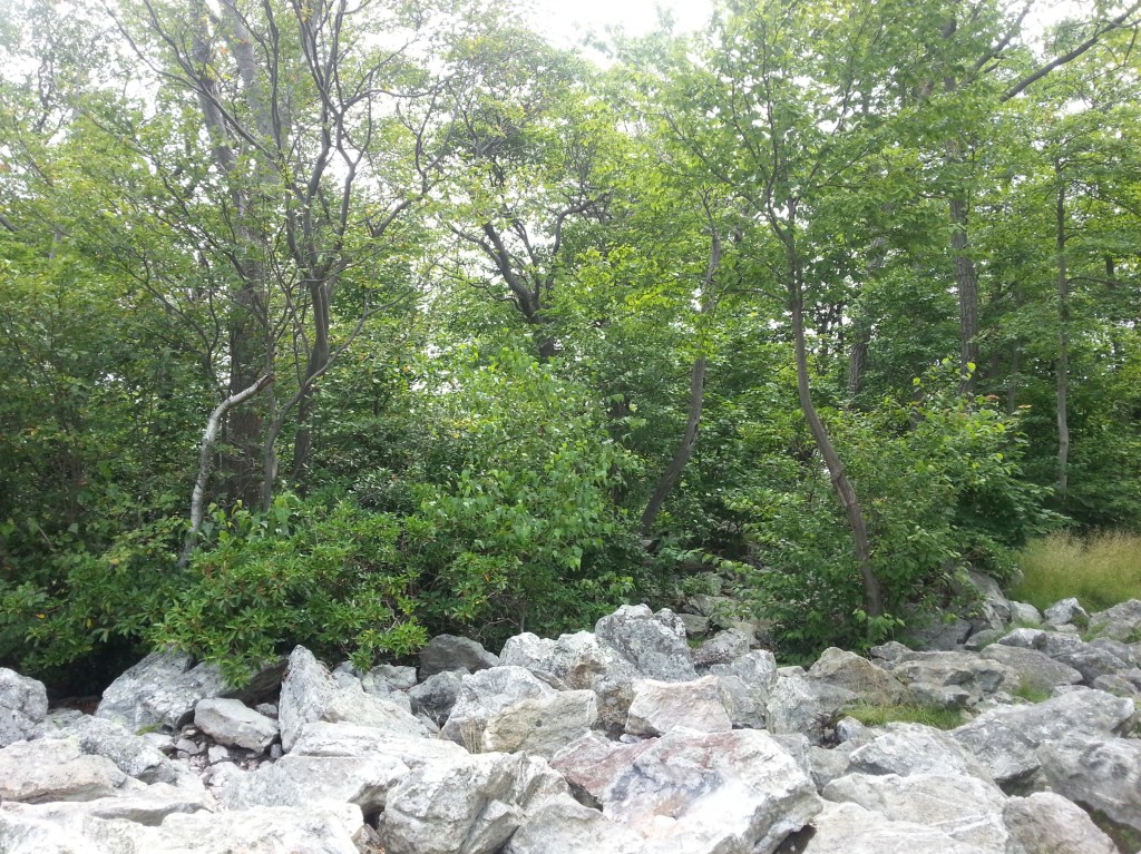 Resized Bake Oven Knob