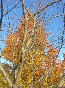 Through the Branches Crop