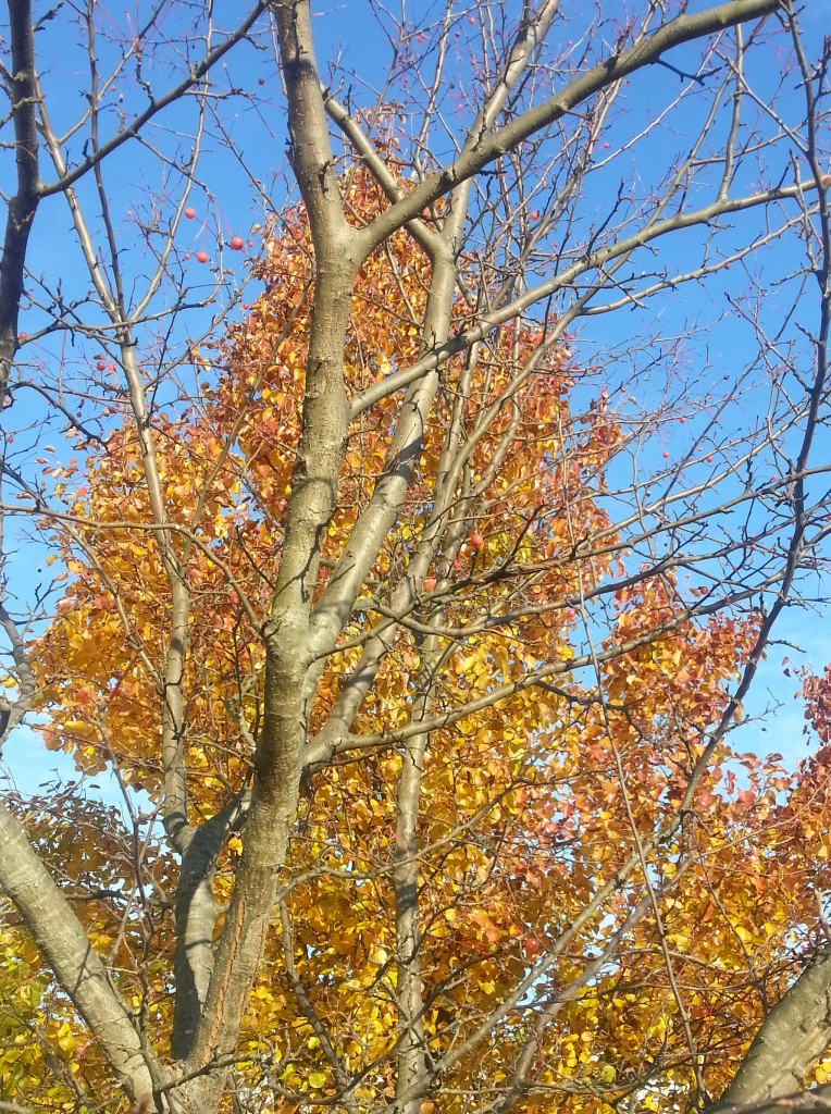 Through the Branches Crop