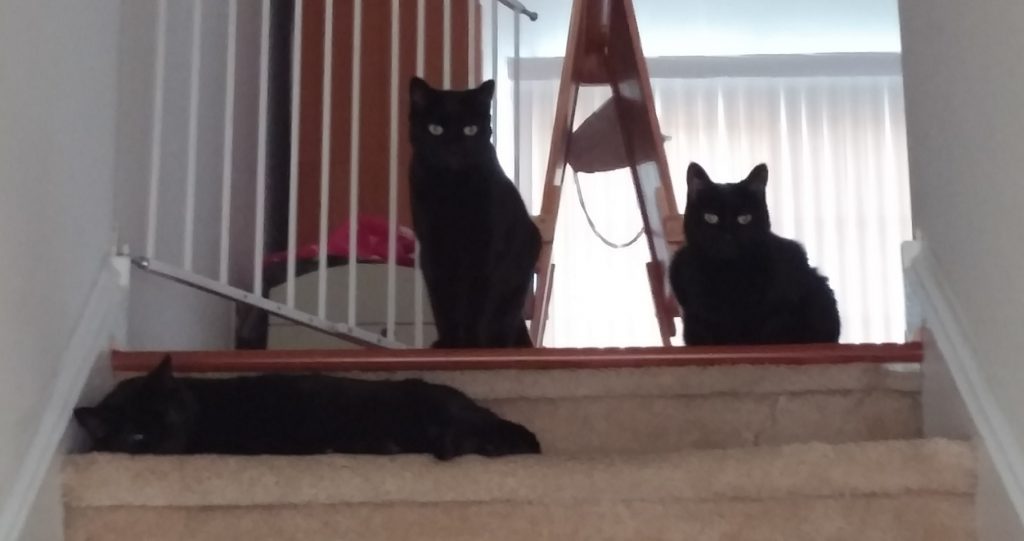 Cats Waiting for Mom