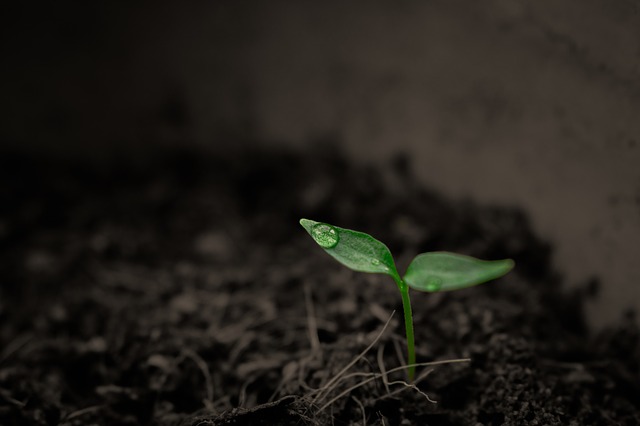 Anticipating Harvest