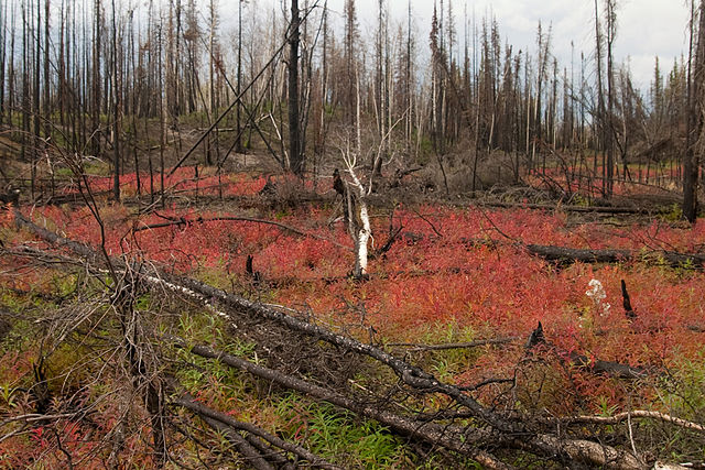 The Fireweed